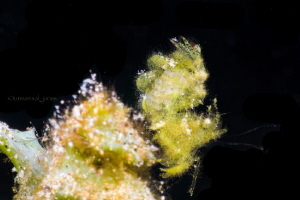 phycocaris simulans - Green Hairy Shrimp by Wayne Jones 